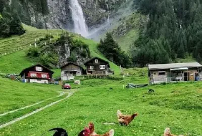 animales