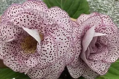 花漾