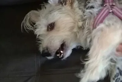 Animais de estimacao