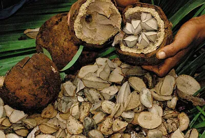 CASTANHA DO PARÁ
