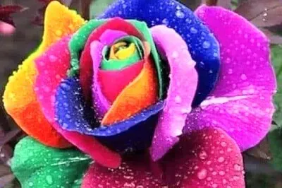 花漾