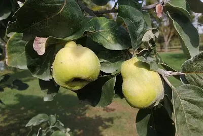 פאזל של mele cotogne