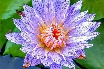 花漾