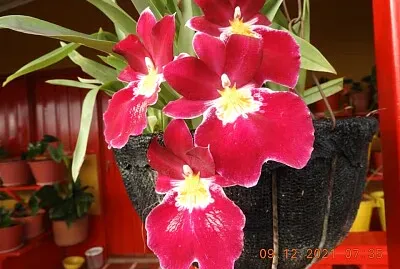 FLOWERS jigsaw puzzle