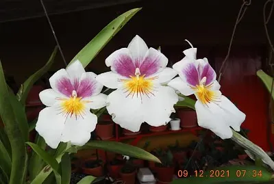 FLOWERS jigsaw puzzle