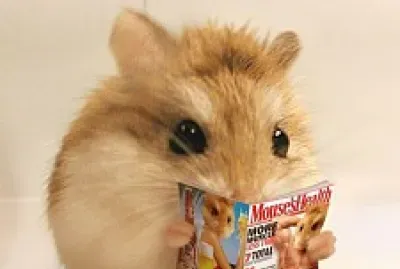 Pkis :D jigsaw puzzle