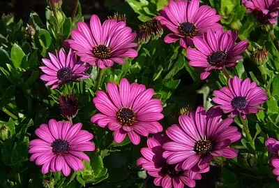 Foto jigsaw puzzle
