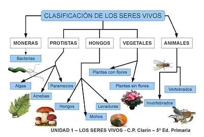 CLASIFICACION DE LOS SERES VIVOS