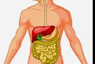 פאזל של APARATO DIGESTIVO