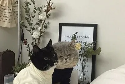 gatinhos