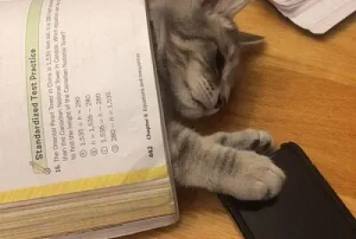 gatinho dormindo no livro
