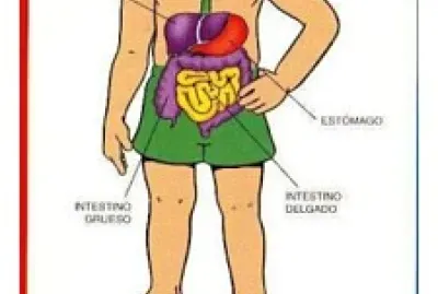 APARATO DIGESTIVO