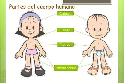 פאזל של Partes del cuerpo