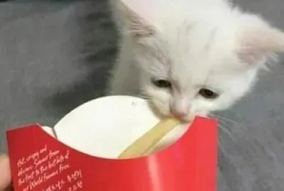 gatinho comendo batata