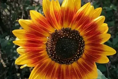 Dark sunflower