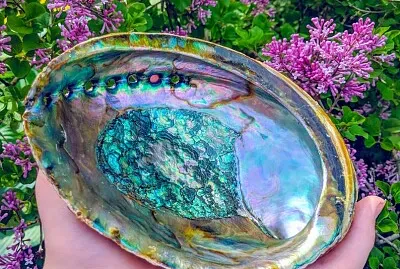 Abalone