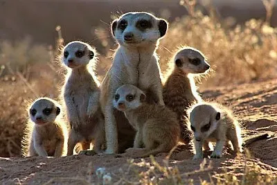 פאזל של mom #335