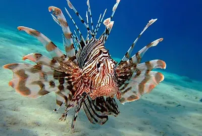 Lionfish