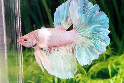 Betta