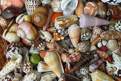 Shells