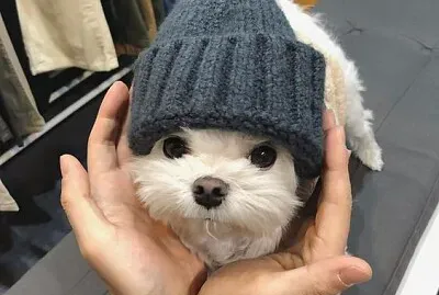 doguinho de touquinha
