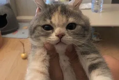 gatinho