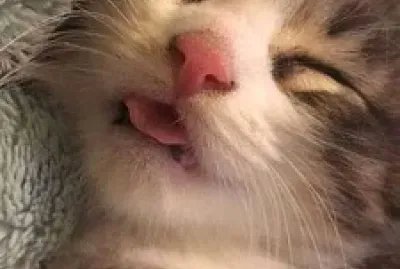 gatinho mostrando a linguinha