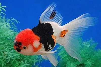 觀賞魚