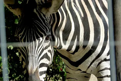 Zèbre jigsaw puzzle