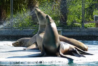 Otaries de Californie
