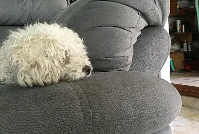 Dog on sofa