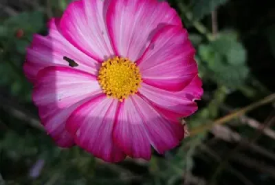 Cosmos
