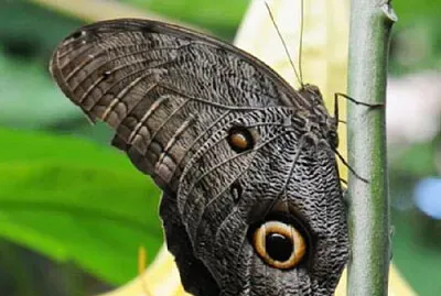 Caligo ou grand papillon chouette