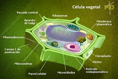 Célula vegetal jigsaw puzzle