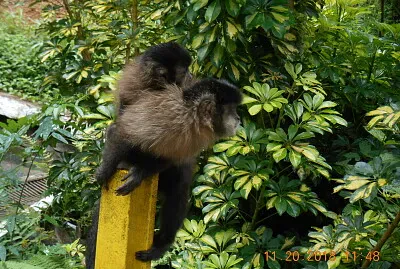 Macaco no parque