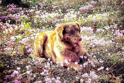 Prakach dans les fleurs