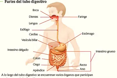 SISTEMA DIGESTIVO jigsaw puzzle