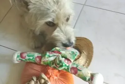 Animais de estimacao