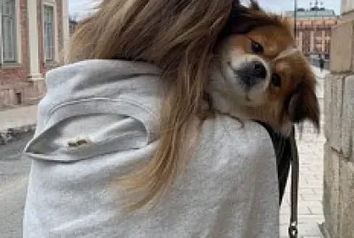 doguinho