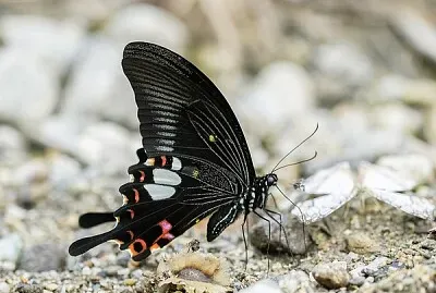 Papilio helenus