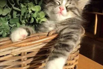 gatinho na cesta