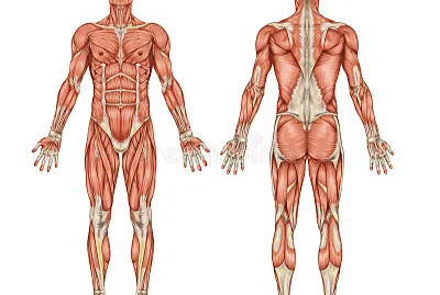 Musculo jigsaw puzzle