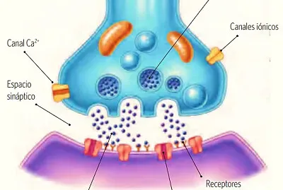 Sinapsis jigsaw puzzle