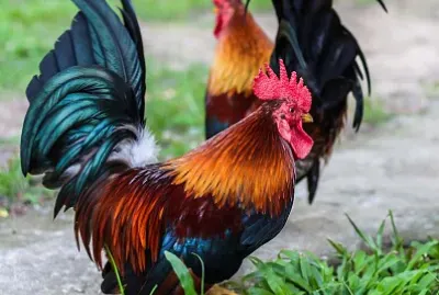 Roosters