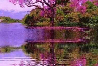 Rosa di Tabebuia - Brasile jigsaw puzzle