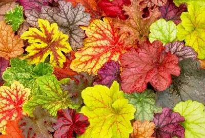 colorful
