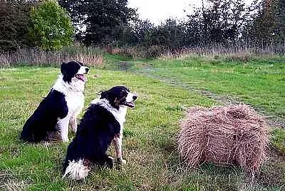 Collies