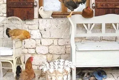 animales
