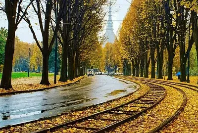 tram trees torino
