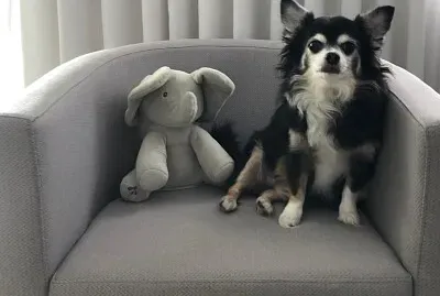 Nick e seu amigo de pelúcia